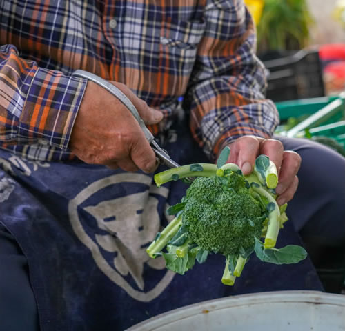 トマト専門店　高橋ファーム