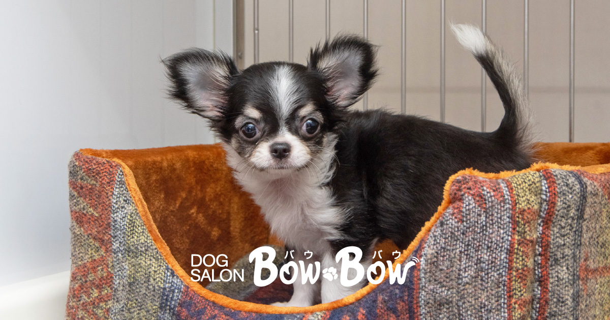 ドッグサロンバウバウ